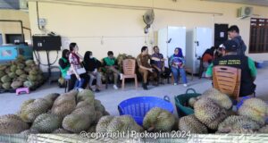 Kabarantin Sahat M. Panggabean Kunjungi Rumah Produksi Durian Parimo